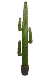 Saguaro-Kaktus 1.78