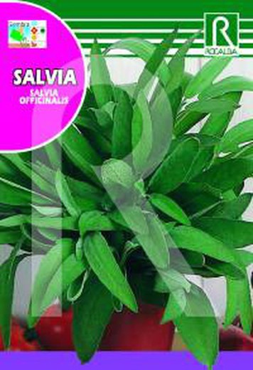 Sauge (Salvia officinalis) sur