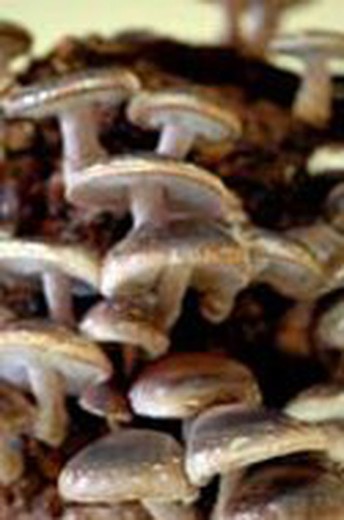 Sementes de shiitake para 8-10 toras