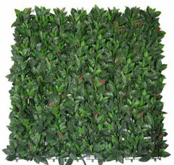 Vertikaler Garten - Photinia dekorative Hecke 100x100cm