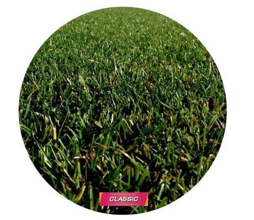 Decorative-ornamental grass turf