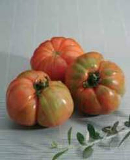 Tomates marmande