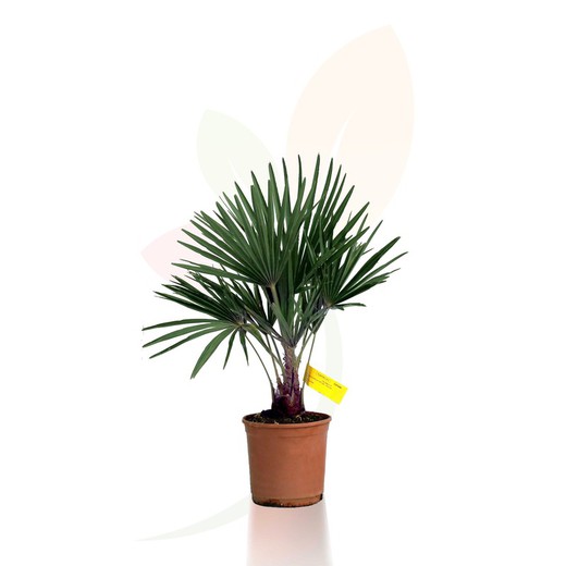Palm tree exelsa or Trachycarpus fortunei