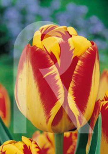 Banja Luka tulipes jaunes sur fond rouge