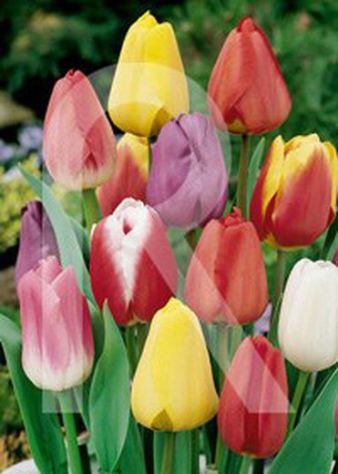 Tulipe Mélange à couleurs 5 ampoules