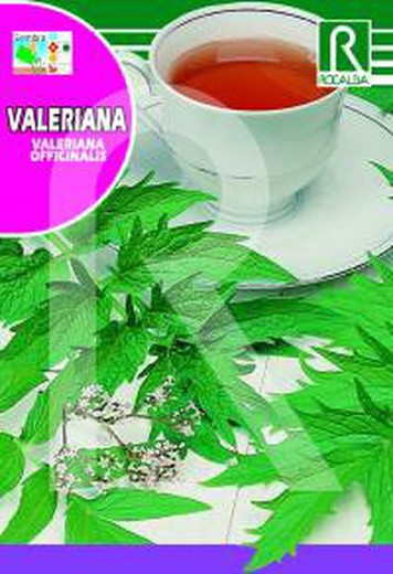 Valerian (Valeriana officinalis) on