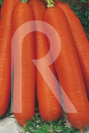 Nantesa toro table carrot