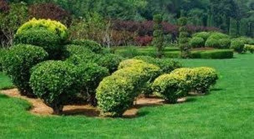 Arbustos y Coníferas