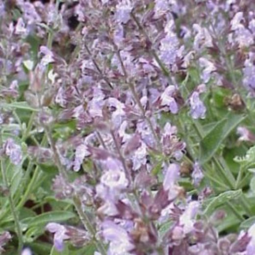 Aromáticas y Vivaces