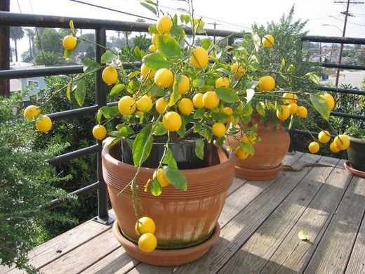 Frutales enanos