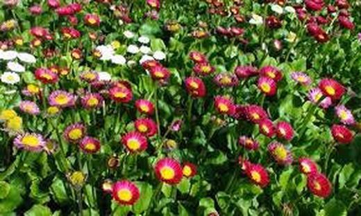 Plantas de temporada