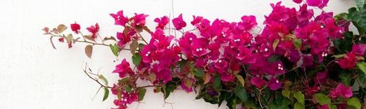 Plantas trepadoras y colgantes