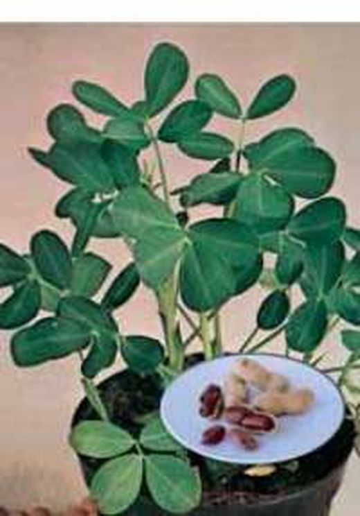 Semillas Hortícolas