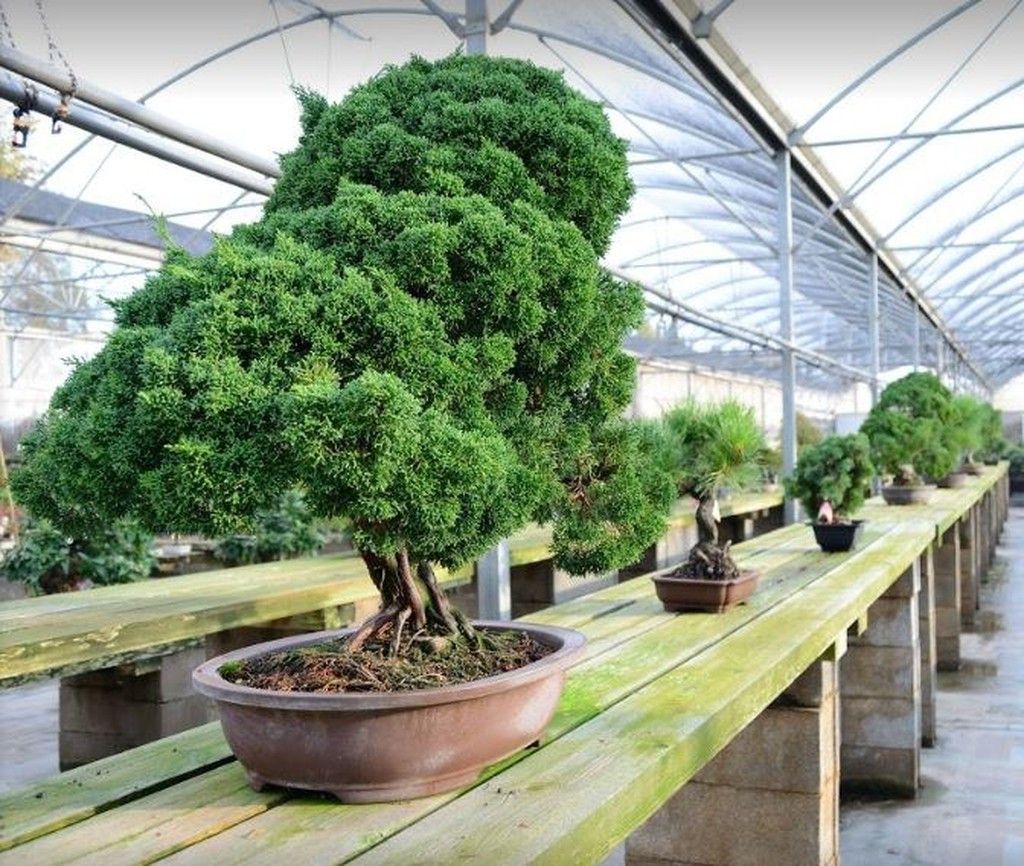 Bonsai Shop
