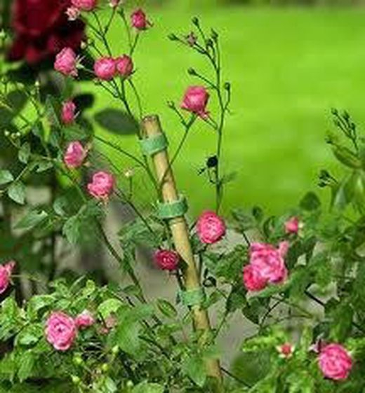 Tutores, protección y sujecciones