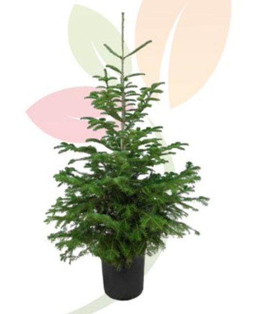ABIES NORDMANNIANA (ESPECIAL DE NATAL) 10 L