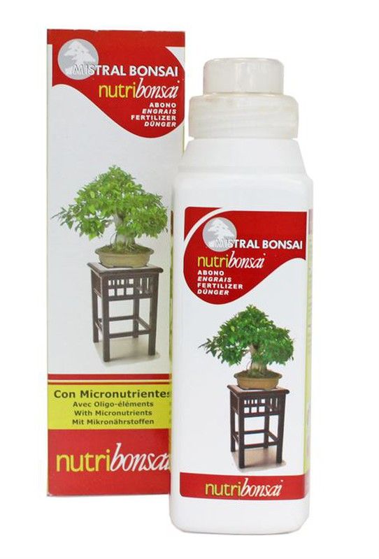 bambus orchidee kaufen Bamboo Orchid (Bambus-Orchidee Pure White) kaufen? | Bella