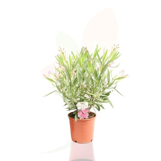 Adelfa - Nerium oleander