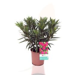 Adelfa - Nerium oleander
