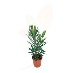 Adelfa - Nerium oleander
