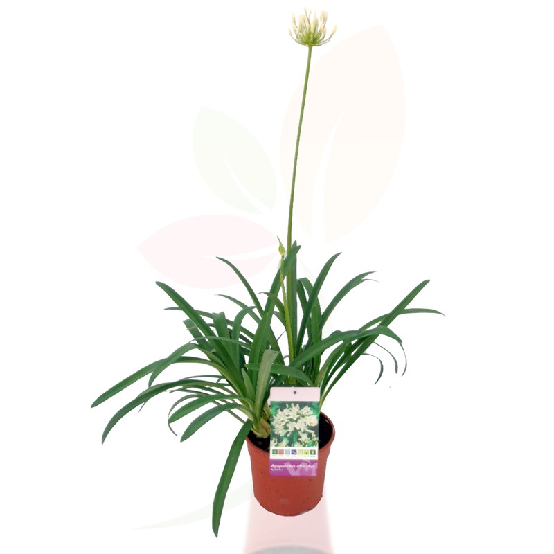 Agapanthus o Lirio africano. Es una de las floraciones más espectaculares  del verano y un auténtico regalo para los jardineros pacientes. Y decimos  esto porque, aún cumpliendo a rajatabla los cuidados del