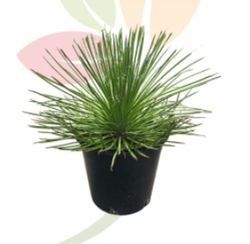Agave