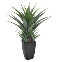 AGAVE ARTIFICIAL