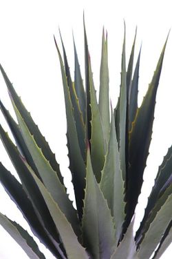 Künstliche Agave