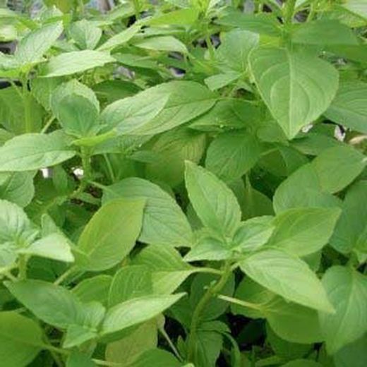 Albahaca en bolsa