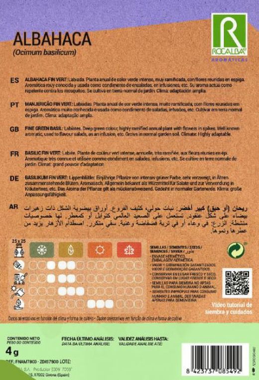 BASIL Genovèse großes Blatt