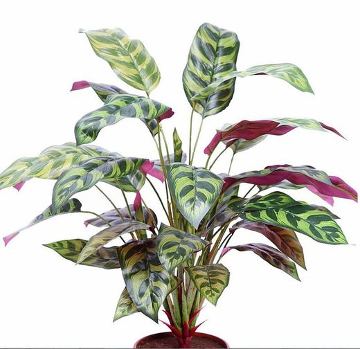 Artificial amaranth
