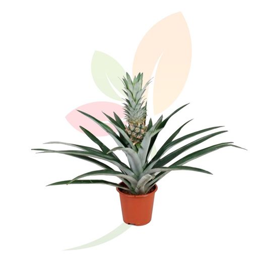 Ananas champaca o planta piÃƒÂ±a