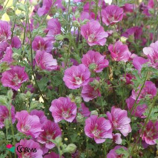 Anisodontea capensis maceta 2,5 Lt.