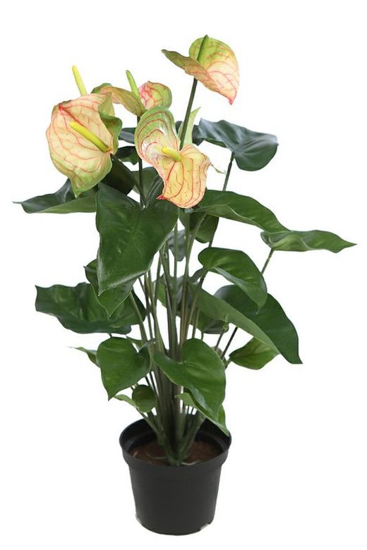Anthurium Artificial