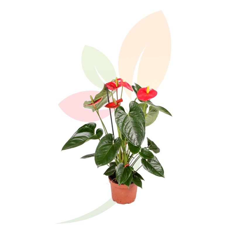 Anthurium mandural, Zimmerpflanze 00400C15W Vivercid Zimmerpflanzen   jardineriadelvalles