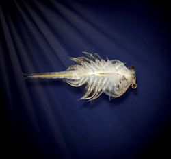 Aqua Dragons, Mundo Submarino