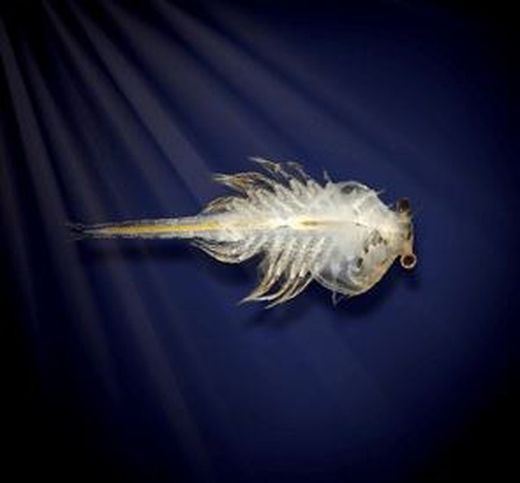 Aqua Dragons, Mundo Submarino