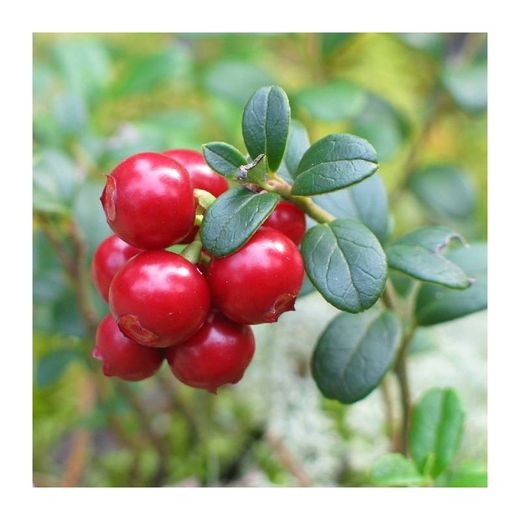Cranberry oder Vaccinium Macrorpon
