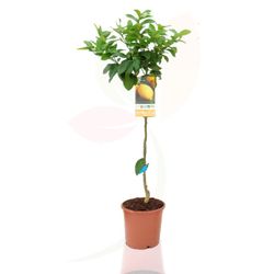 Árbol citrico - Citrus limon, Limonero