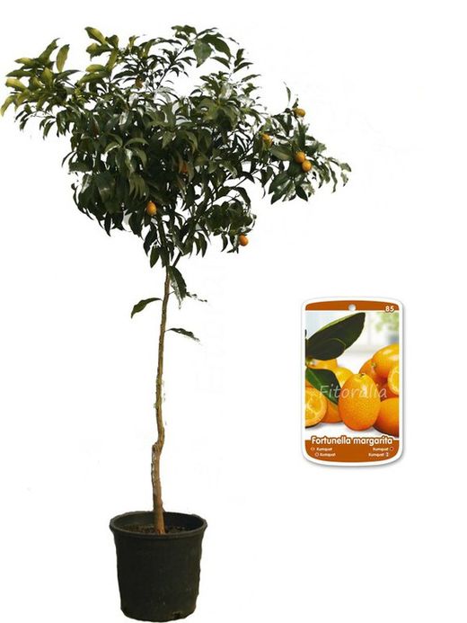 Árbol cítrico de Kumquat