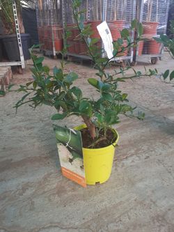 Cí­trico Microcitrus Australasica