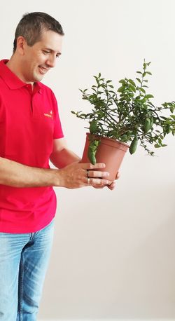 Cí­trico Microcitrus Australasica