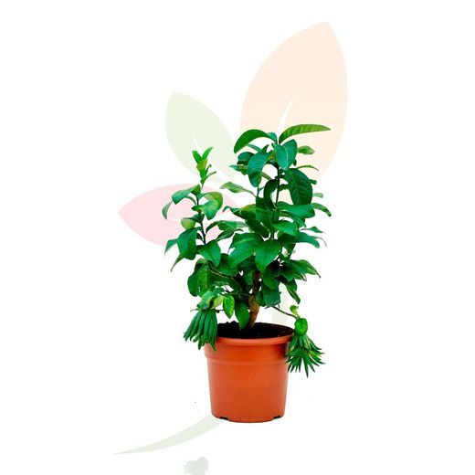 Árbol cí­trico mano de buda