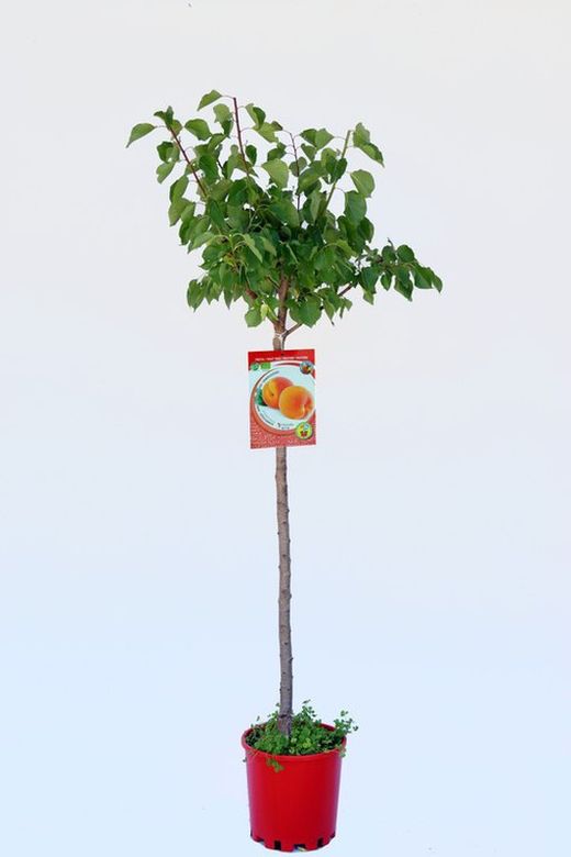 Árbol de Albaricoque ecológico