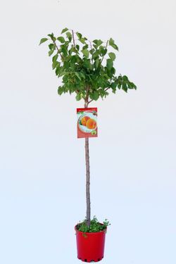 Árbol de Albaricoque ecológico
