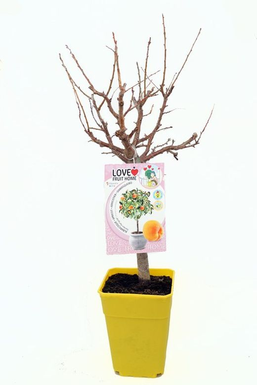 Jardin Aprigold variété abricotier nain