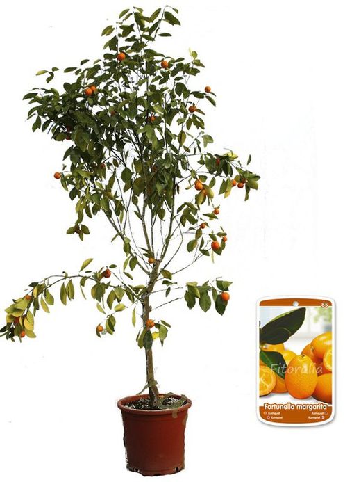 Árvore Calamondin