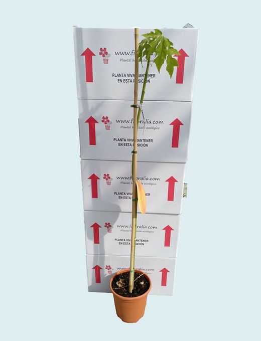 Arbol de Guayabo