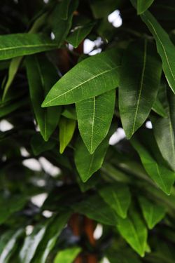 ARBOL DE MANGO ARTIFICIAL EN MACETA 180CM