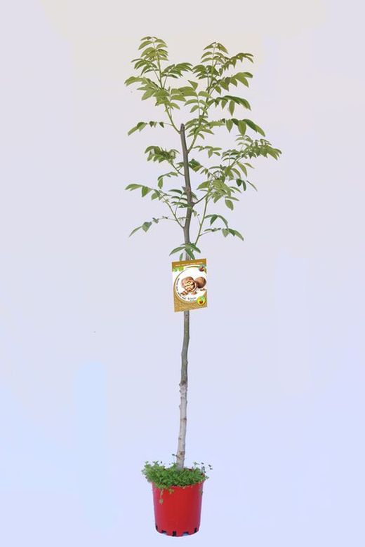 Arbol de Nogal común ecológico